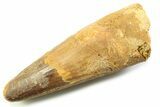 Fossil Spinosaurus Tooth - Feeding Worn Tooth #357717-1